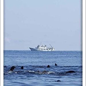 Meet your Posher, Moses